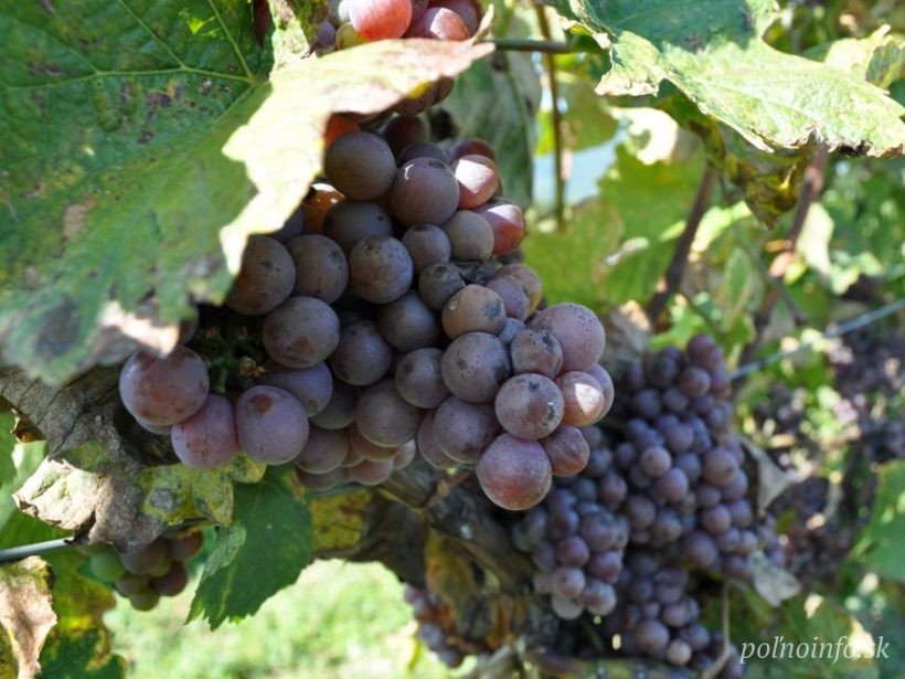 Úroda hrozna vo vinohradoch Movina sa vlani zdvojnásobila