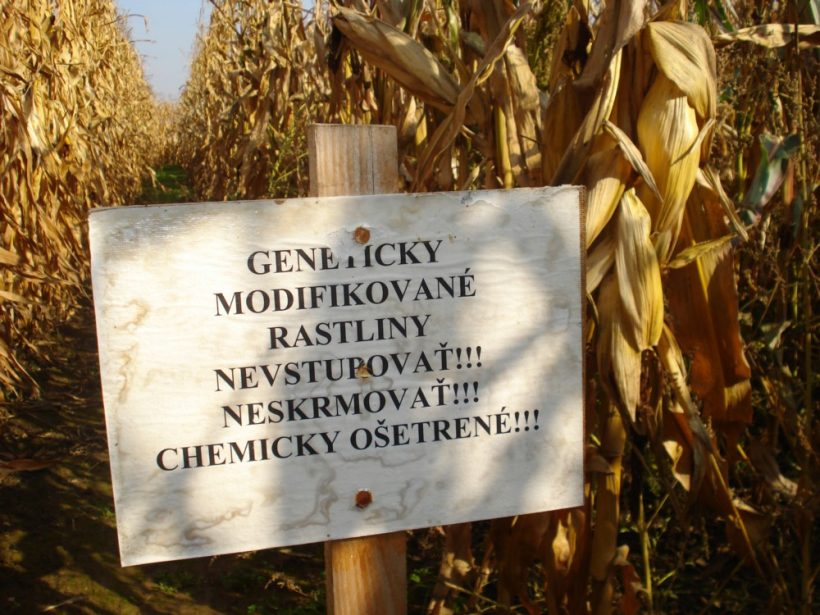 Aktivisti petíciou žiadajú o pomoc pri ochrane pred uvoľnením nových GMO