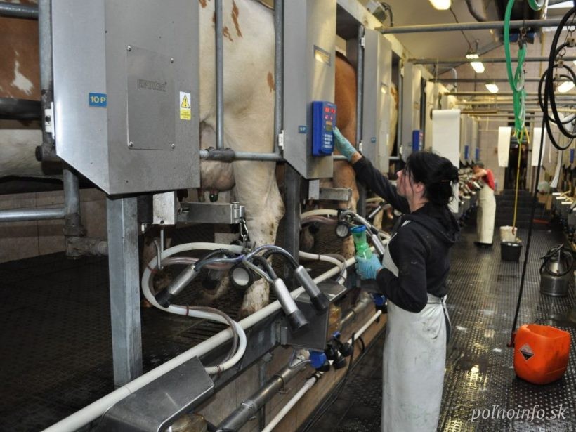 Získať zamestnancov do výroby mlieka je čoraz ťažšie