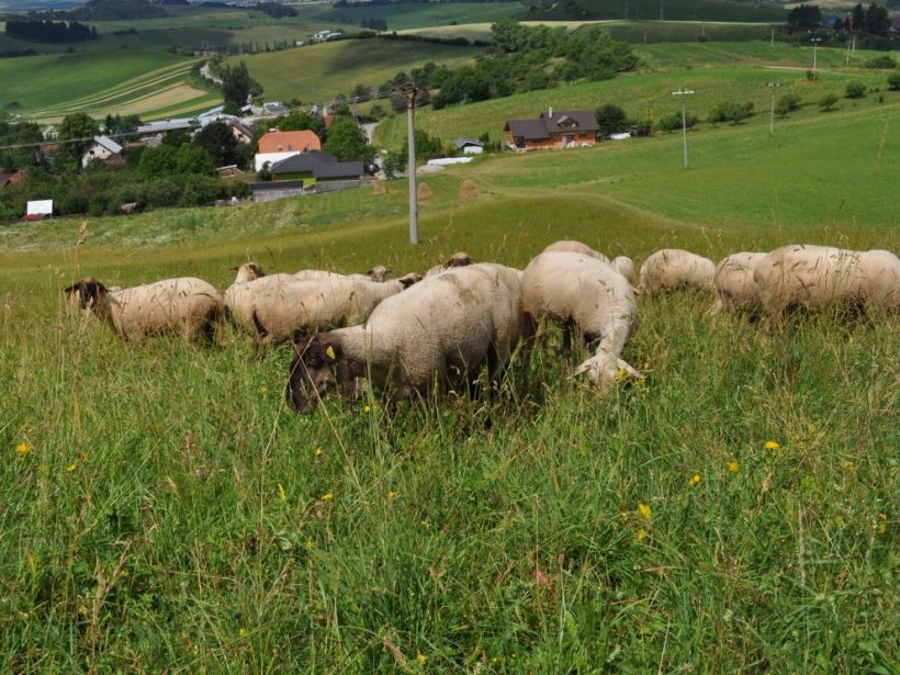 Chov oviec na Slovensku je v posledných rokoch na ústupe