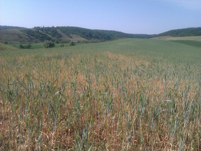 Časť ČR trápi sucho. Plodinám nemusí stačiť ani normálne počasie