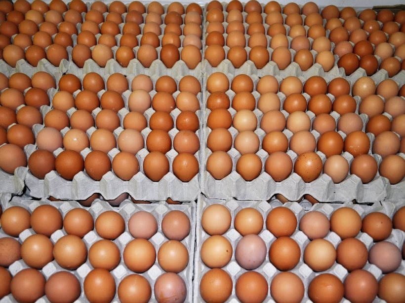 Nitriansky kraj bol vlani najväčším producentom vajec v SR