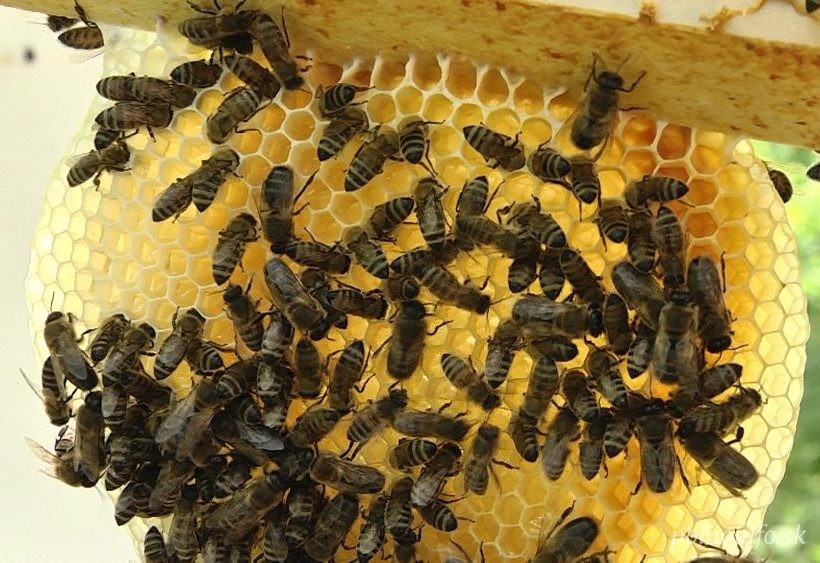 Krajiny EÚ sa zhodli na zákaze pesticídu škodlivého pre včely