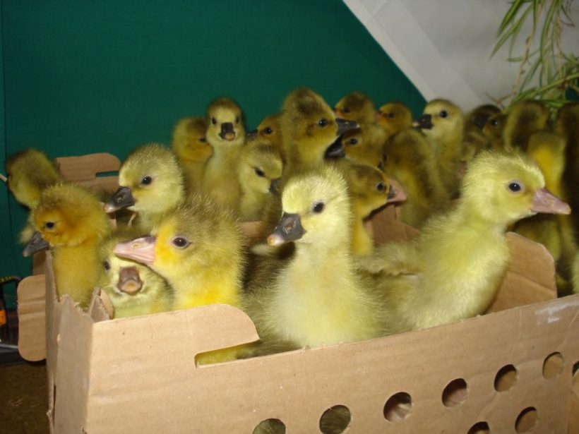 Vtáčia chrípka sa v ČR ďalej šíri, veterinári vymedzili rizikovú oblasť