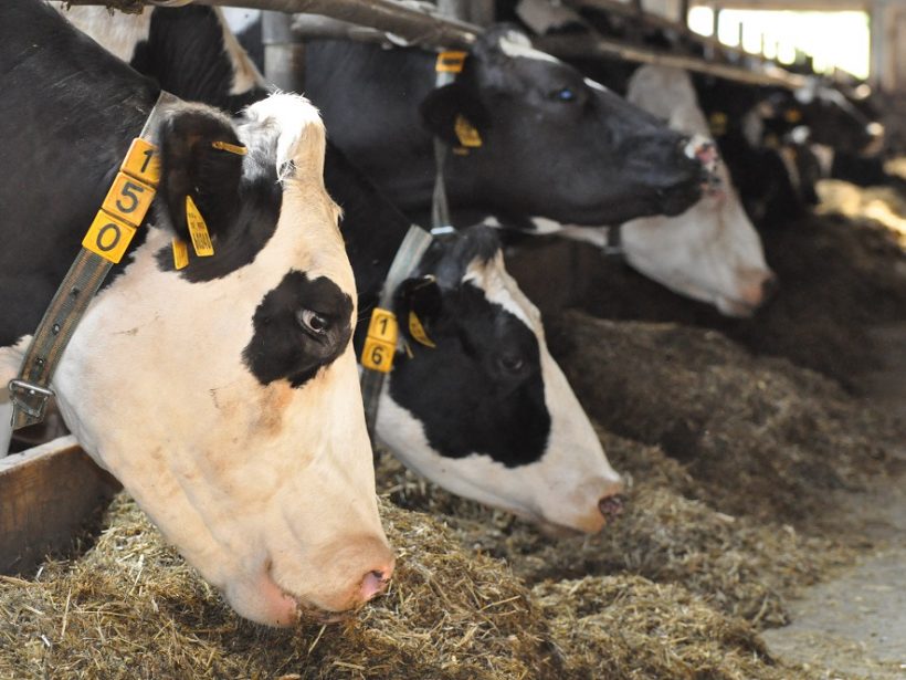 Nákupná cena mlieka v máji v SR stúpla na 40,38 eura/100 kg