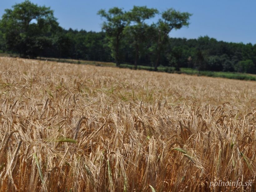 Za päť dní vyviezla Ukrajina už 636-tisíc ton obilia