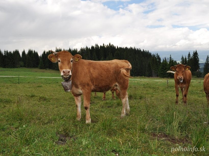 Príjmy rakúskych poľnohospodárov vlani klesli v priemere až o 10 %