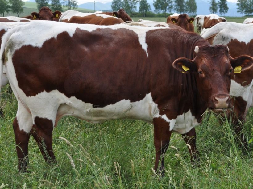 Zo slovenského vidieka sa za 30 rokov od Nežnej vytratili kravy
