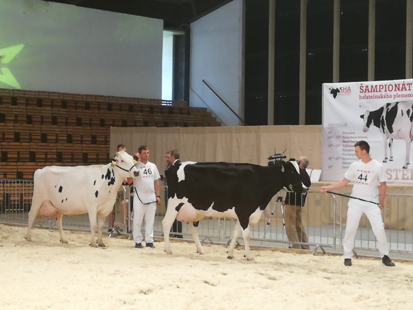 Holsteiny sa po rokoch predstavili na nitrianskom výstavisku