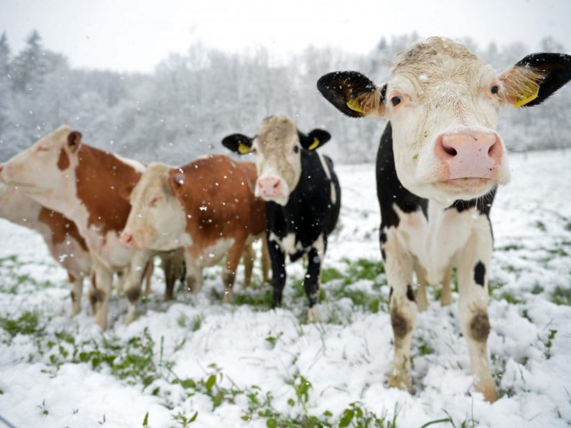Tisícky chovateľov sa starajú o zvieratá aj cez Vianoce