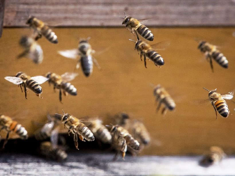 MPRV: Ochrana včely medonosnej je jednou z priorít pre poľnohospodárstvo