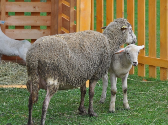 Pôjdu slovenské ovce do Číny?