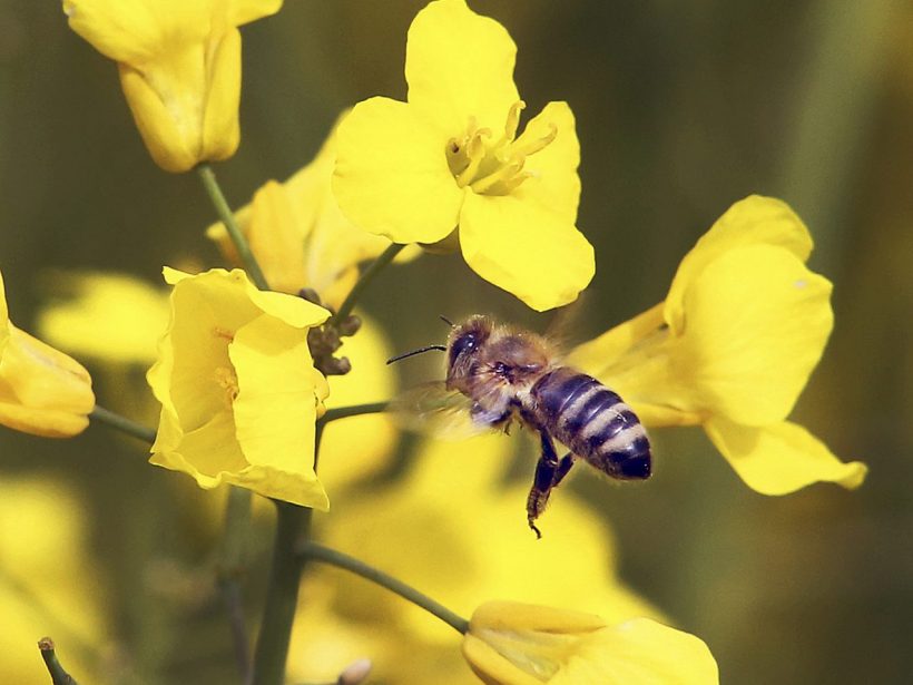 Včelári hlásia jeden z najhorších rokov v histórii
