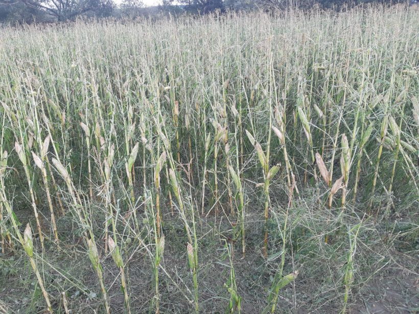 Vrtošivé počasie: Agra poisťovňa informuje o vysokých škodách na plodinách
