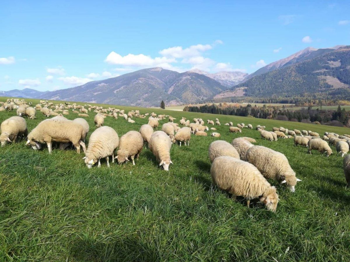 MŽP poskytne chovateľom dva roky na zabezpečenie ovčích a kozích stád