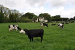 Dánsko zavedie zelenú daň na chovy kráv a ošípaných, ktoré sú zdrojom emisií