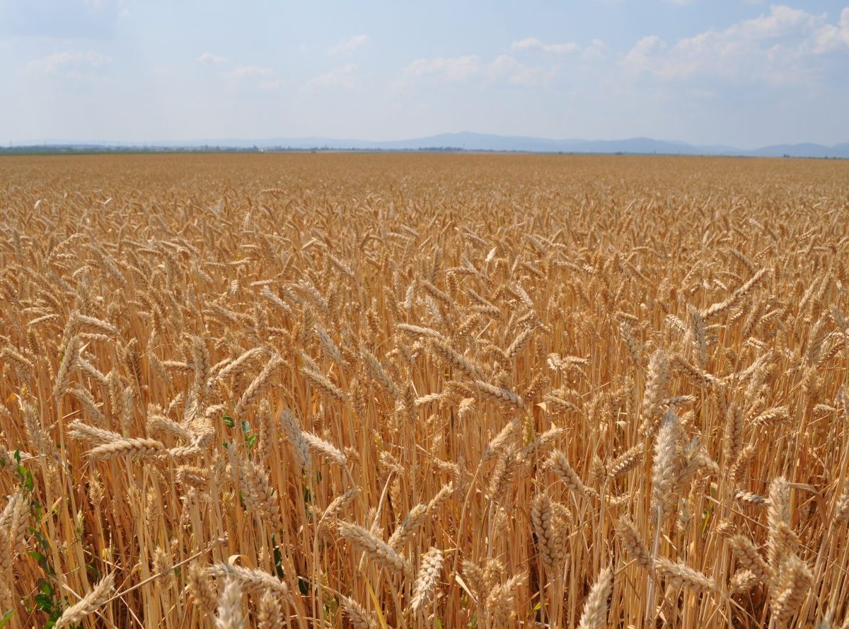 Vývoz obilia z Ukrajiny zatiaľ vykazuje medziročný pokles o 31 percent