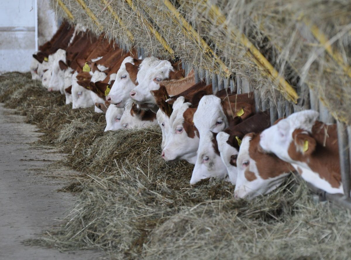 Prvovýroba mlieka na Orave ukazuje na problémy, ktoré má agrosektor zapísané v DNA