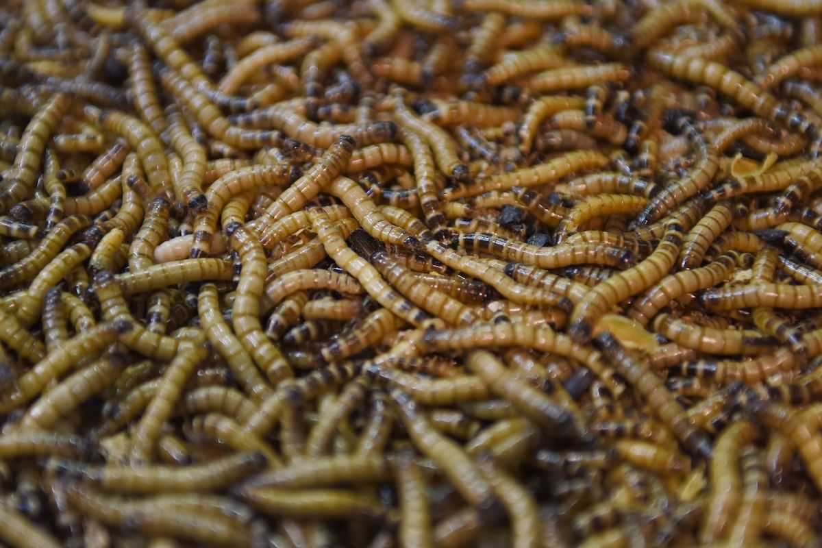 Krajiny EÚ schválil návrh, aby žlté múčne červy boli považované za potraviny