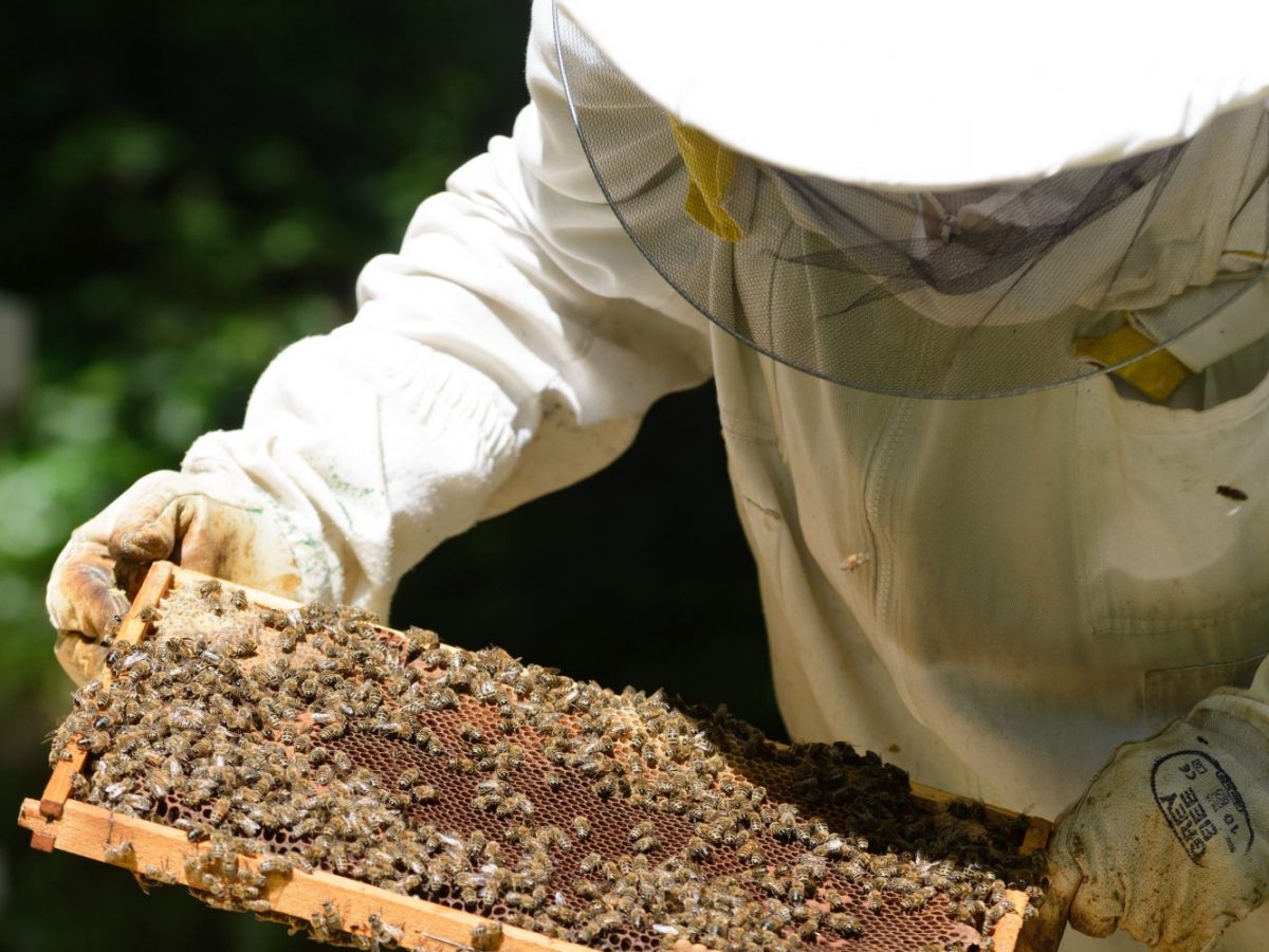 Včelám sa u nás darí, aj keď chránené nebudú