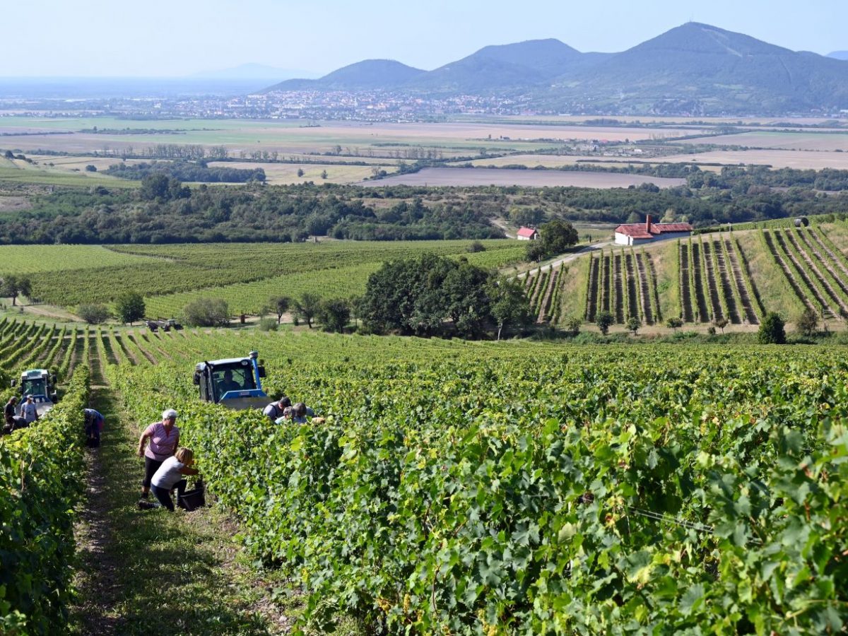 Francúzska vinárska katastrofa môže Slovensku pomôcť