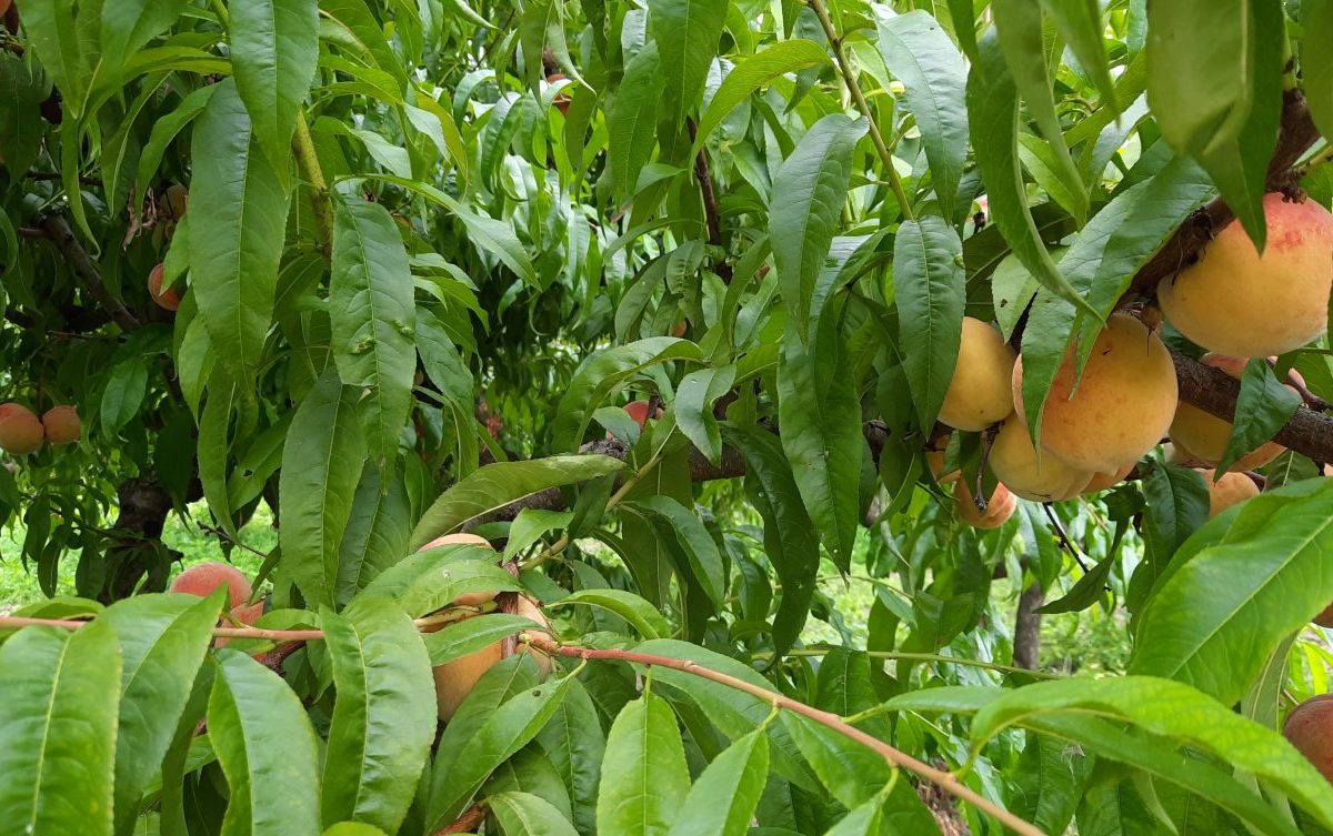 Pestuje broskyne, slivky, hrušky, jablká aj melóny. Jeho sad láka zákazníkov z celého Slovenska