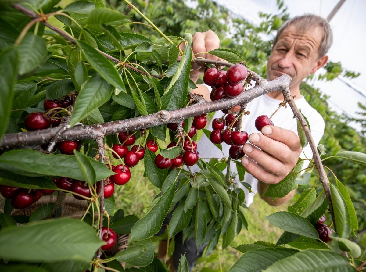 Kvíz: Slovensko nie je ovocinárskou krajinou