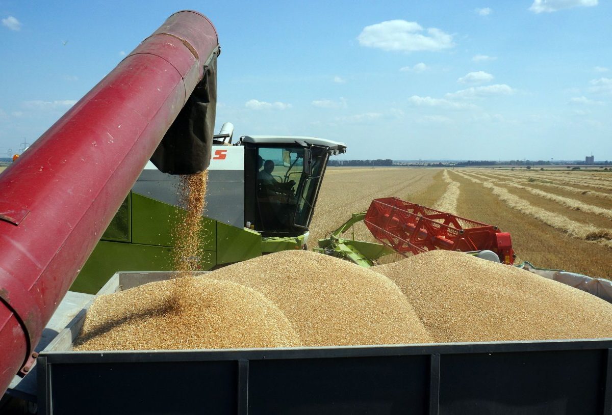 Výrobcovia cestovín sa obávajú nedostatku a vysokých cien tvrdej pšenice