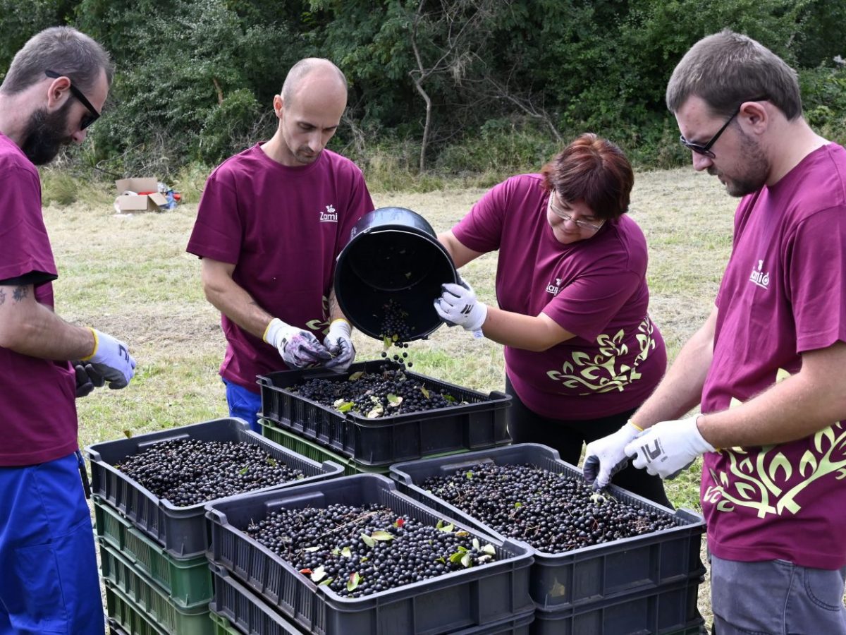 Slovenskí pestovatelia vyzývajú štát, aby zaviedol inštitút sezónnych prác