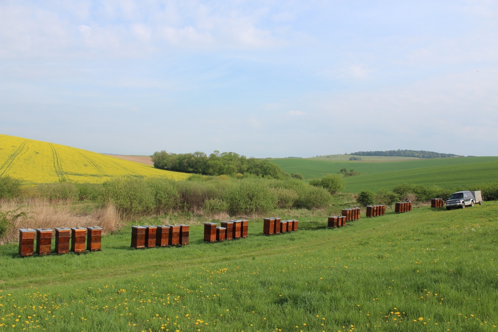 Najkvalitnejší med je zo Slovenska. Jeho produkciu ovplyvňuje hlavne klíma