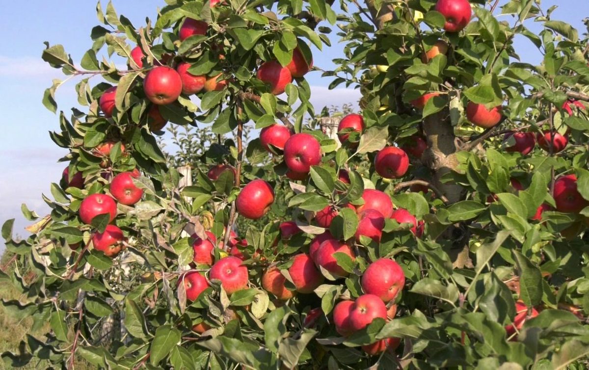 Emilove sady ukončili samozber jabĺk zadarmo, záujem bol enormný