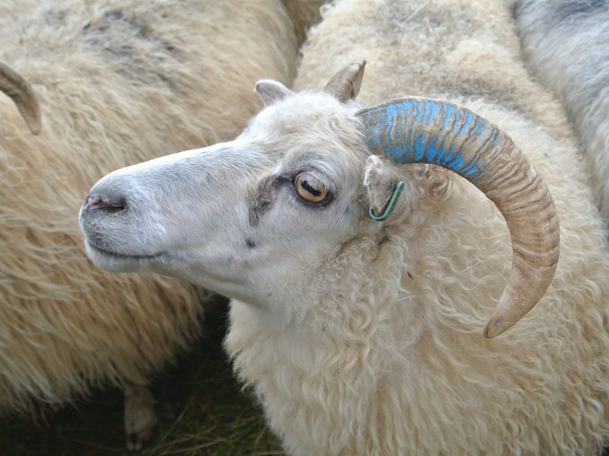 Pohľadnica z Islandu: Kde žijú ovce, žijú aj ľudia