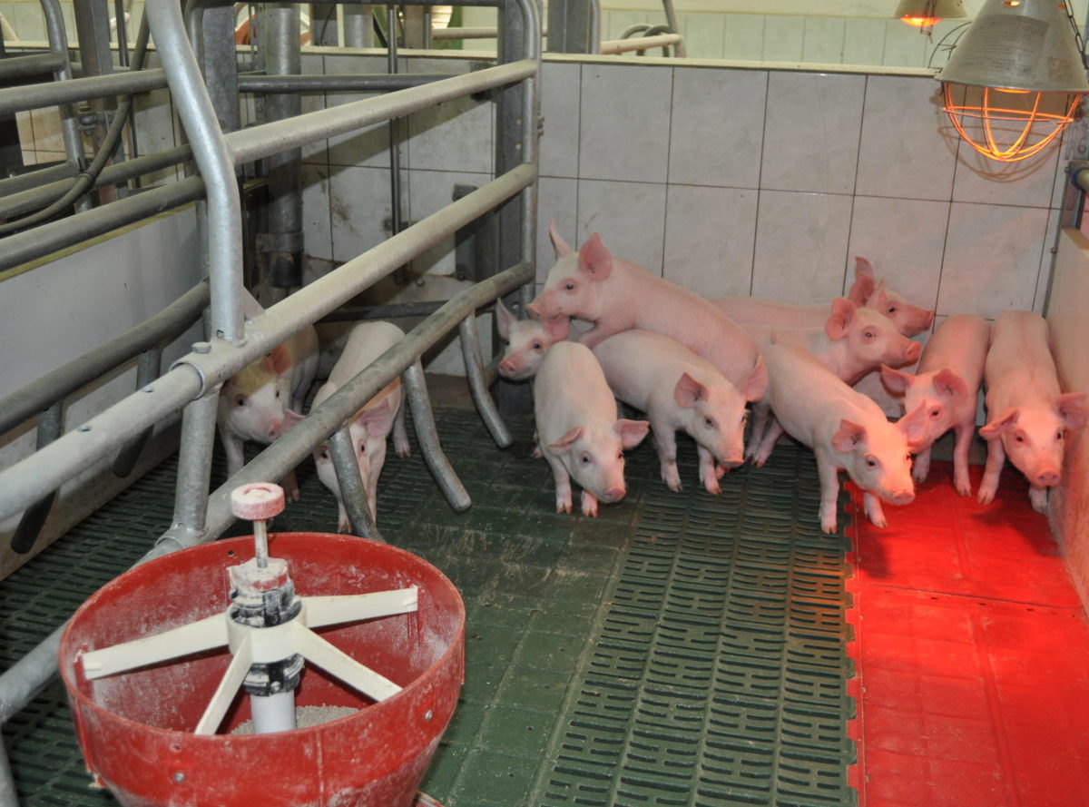 Agro: Trvalý prebytok ošípaných v EÚ likviduje slovenských chovateľov