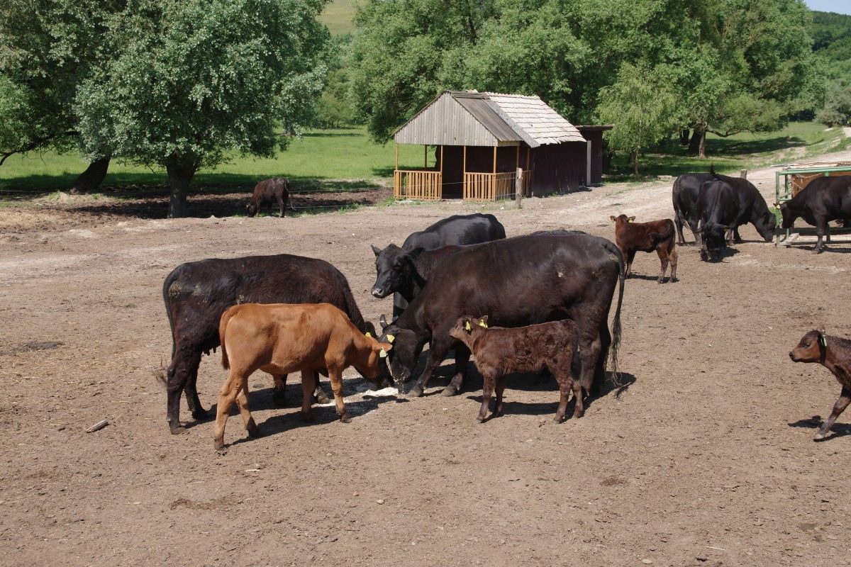 Živočíšna výroba na Slovensku je bojom o prežitie. Farme pomáha ekológia