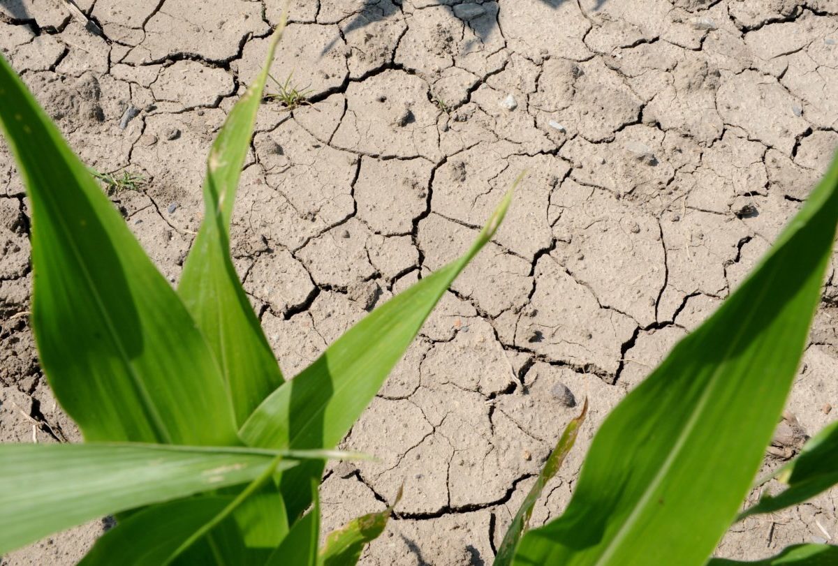 Zvolenskí poľnohospodári pre sucho evidujú výpadok produkcie kukurice