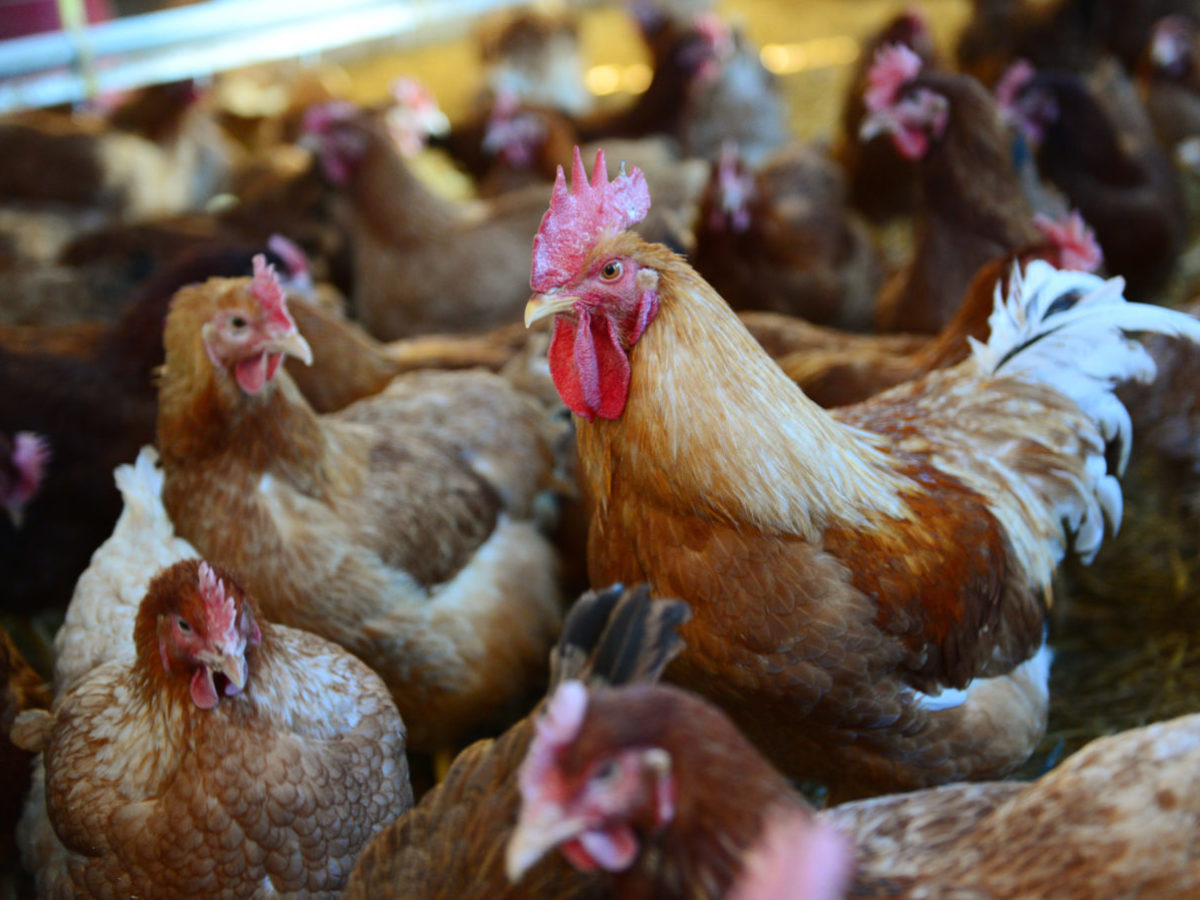 Vtáčia chrípka je potvrdená aj na farmách pri Senci a pri Trnave