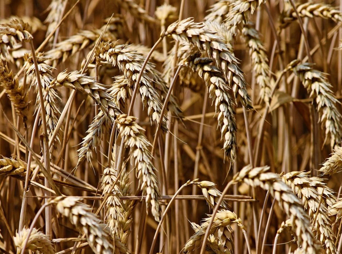 Cena pšenice na medzinárodnom trhu po indickom zákaze vývozu prudko rastie