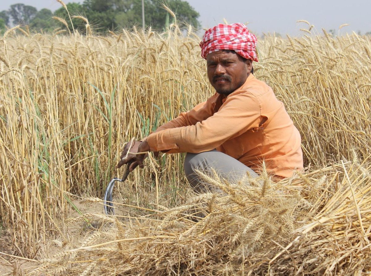 India zakázala s okamžitou platnosťou vývoz pšenice! Je jej druhý najväčší producent