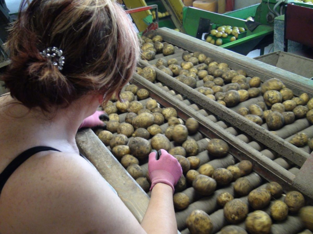 Spracovanie zemiakov na Slovensku zúfalo chýba
