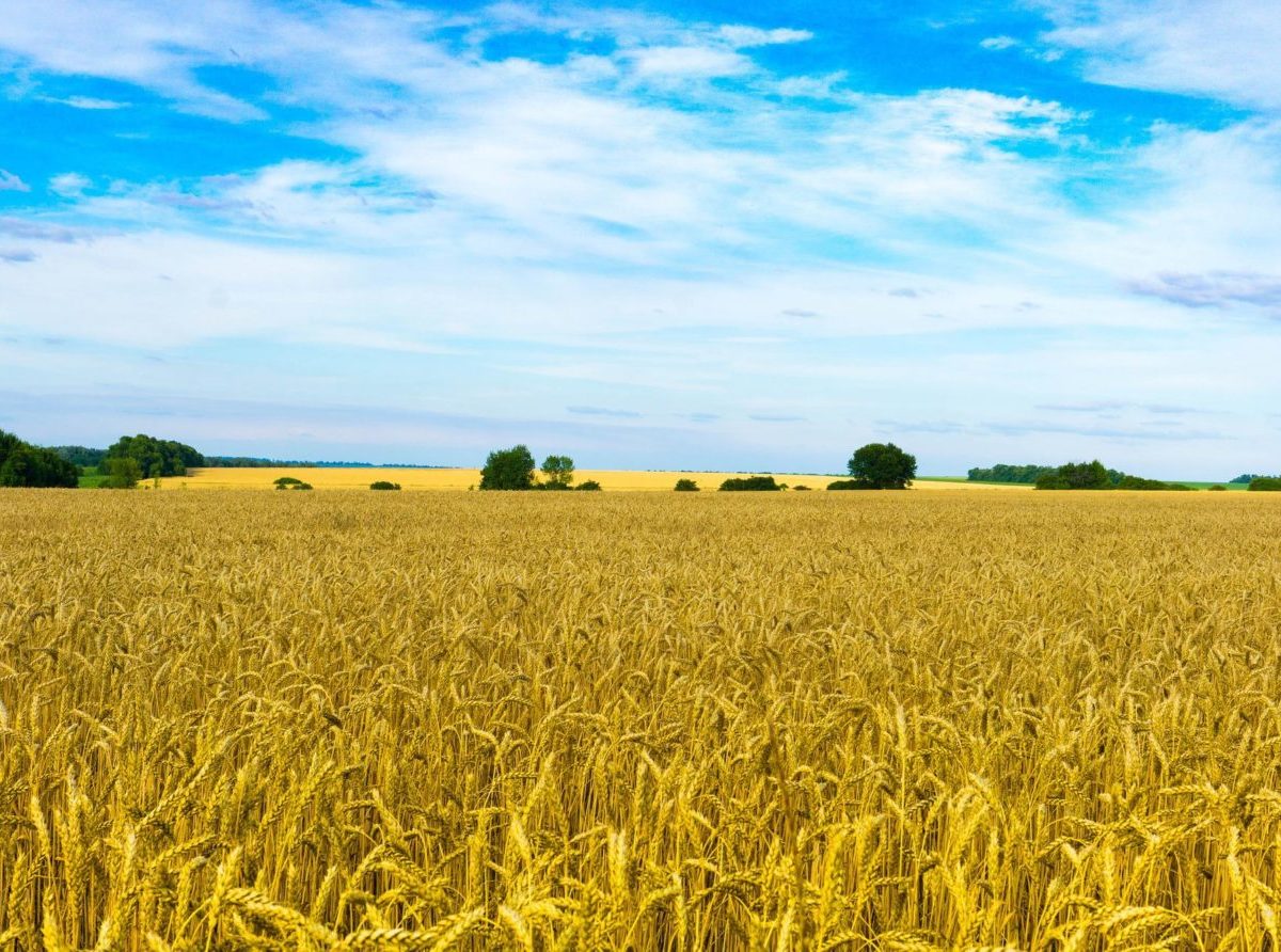 Cez Maďarsko možno denne previezť 4000 ton obilia z Ukrajiny