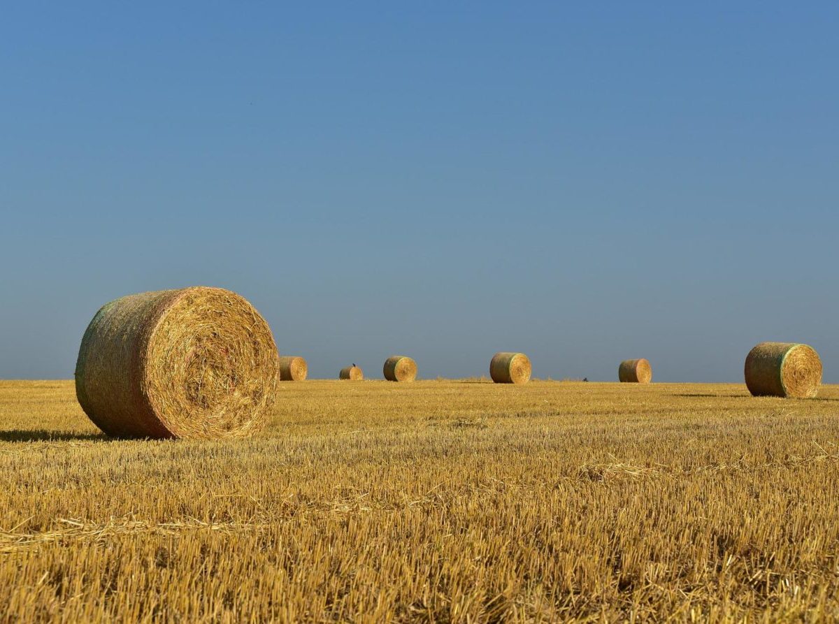 Pšenica sypala v ČR tak, ako u nás nikdy