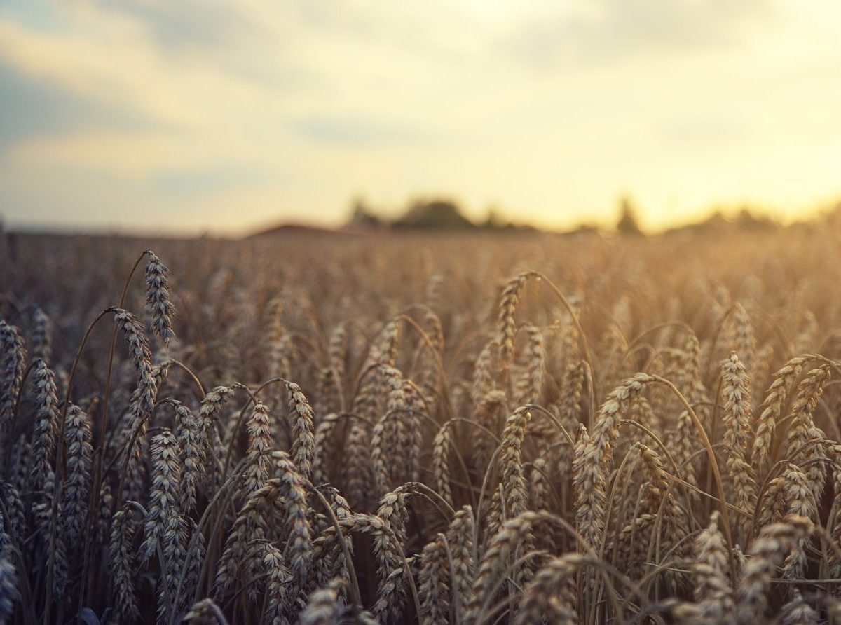 Ukrajinská pšenica už nie je takým lákadlom