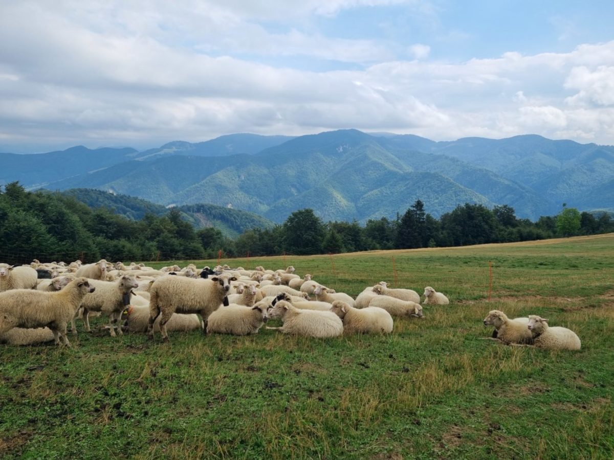 Chovateľom oviec sa v dôsledku klimatickej zmeny zvýšili náklady na výrobu