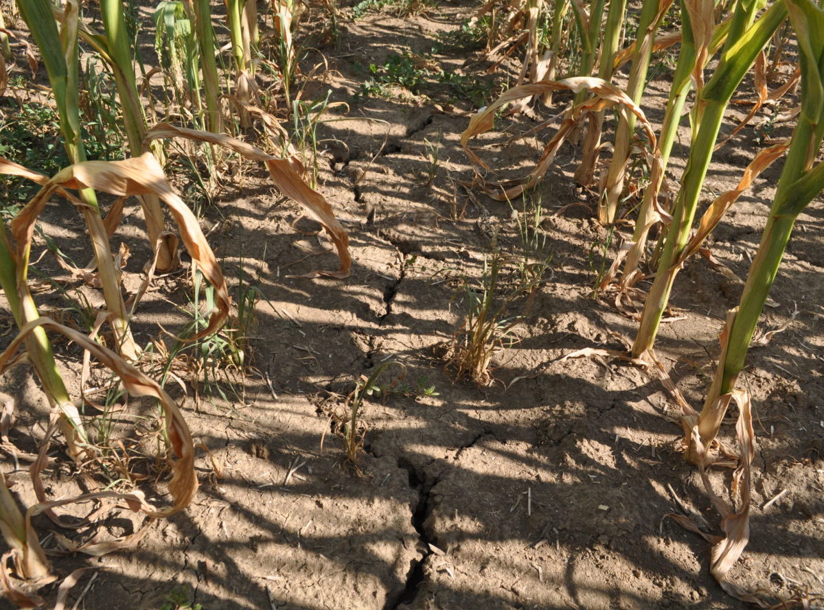 Poľnohospodári dostanú odškodnenie za sucho v celkovej výške 50 miliónov eur