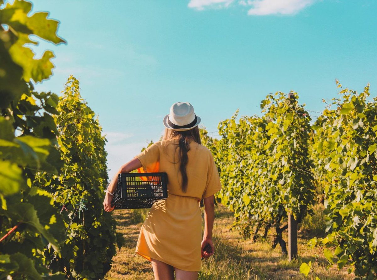 Produkcia vína v Európe by sa mala tento rok udržať na stabilnej úrovni