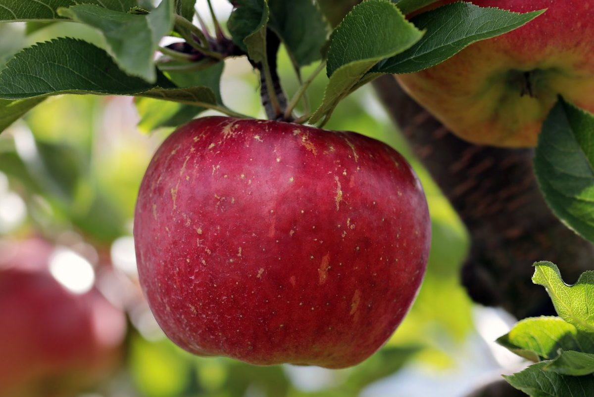 ČR: Väčšina potravín zdražuje, cena jabĺk je však nižšia ako vlani