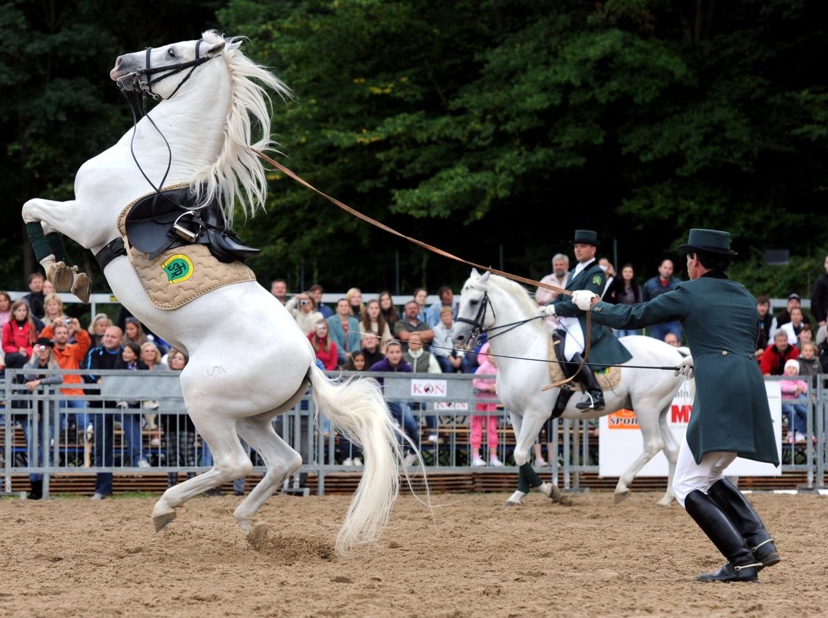 Barokový kôň v zozname UNESCO