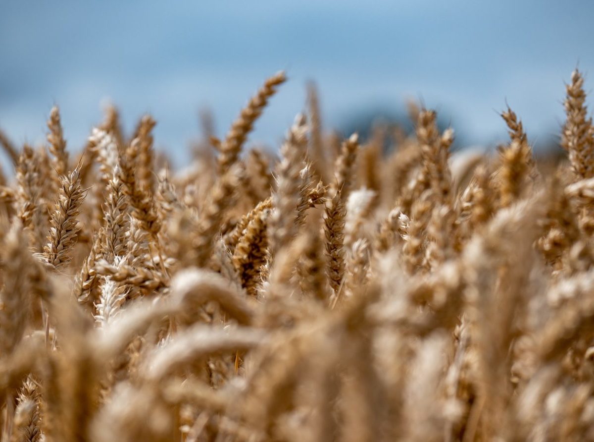 Lacná ukrajinská pšenica ovplyvňuje európsky trh, zastavil sa obchod