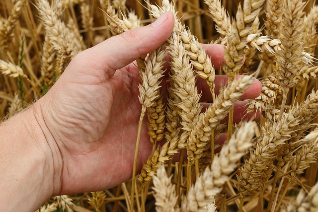 MPRV trvá na likvidácii pšenice v Mlyne Kolárovo, na trh nebude uvoľnená