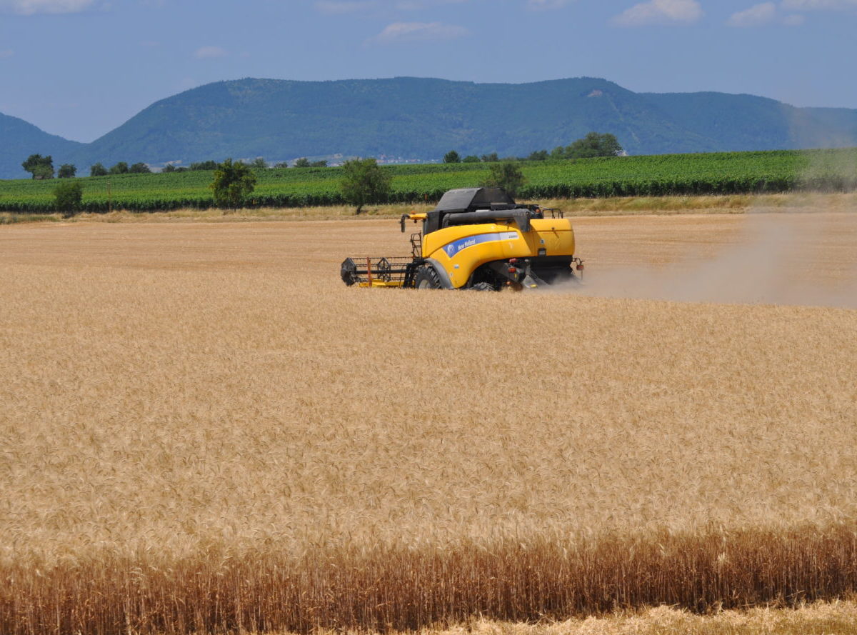PPA už vyplatila pestovateľom pšenice 8,7 milióna eur